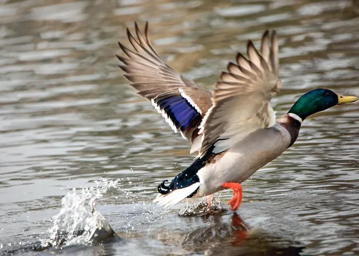 Brook Boutique Hotell